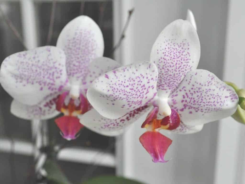 Orchids are great plants for sunrooms.