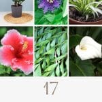 A variety of plants for sunrooms, including ZZ Plant, Peace Lily, Hibiscus, Fishtail Palm, Spider Plant and Passion Flower.