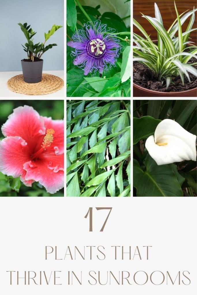 A variety of plants for sunrooms, including ZZ Plant, Peace Lily, Hibiscus, Fishtail Palm, Spider Plant and Passion Flower.