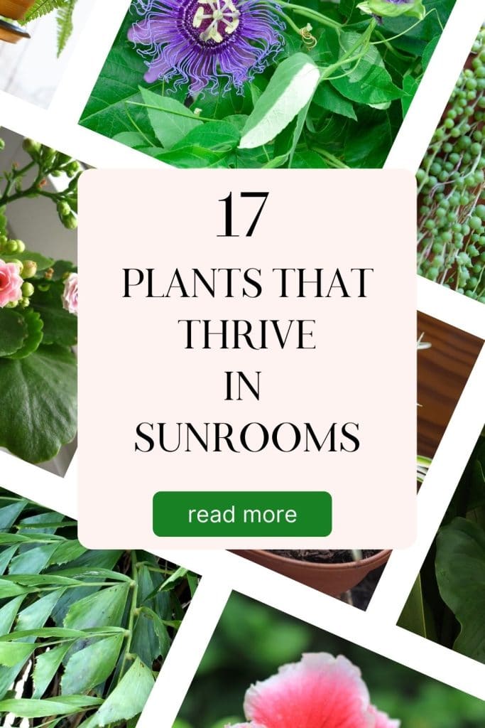 A variety of plants for sunrooms, including Fishtail Palm, Hibiscus, Kalanchoe, and String of Pearls.