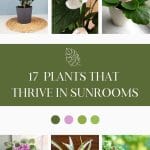 A variety of plants for sunrooms, including ZZ Plant, Peace Lily, Kalanchoe, African Violet, Spider Plant and String of Pearls.