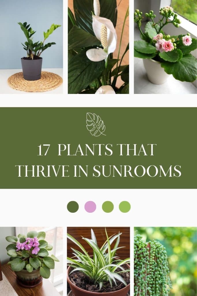 A variety of plants for sunrooms, including ZZ Plant, Peace Lily, Kalanchoe, African Violet, Spider Plant and String of Pearls.