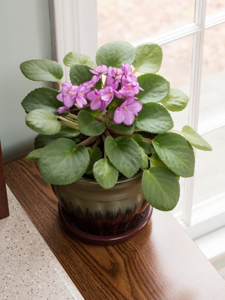 African violet in a pot.
