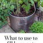A Large Planter with Tomatoes and Dill.
