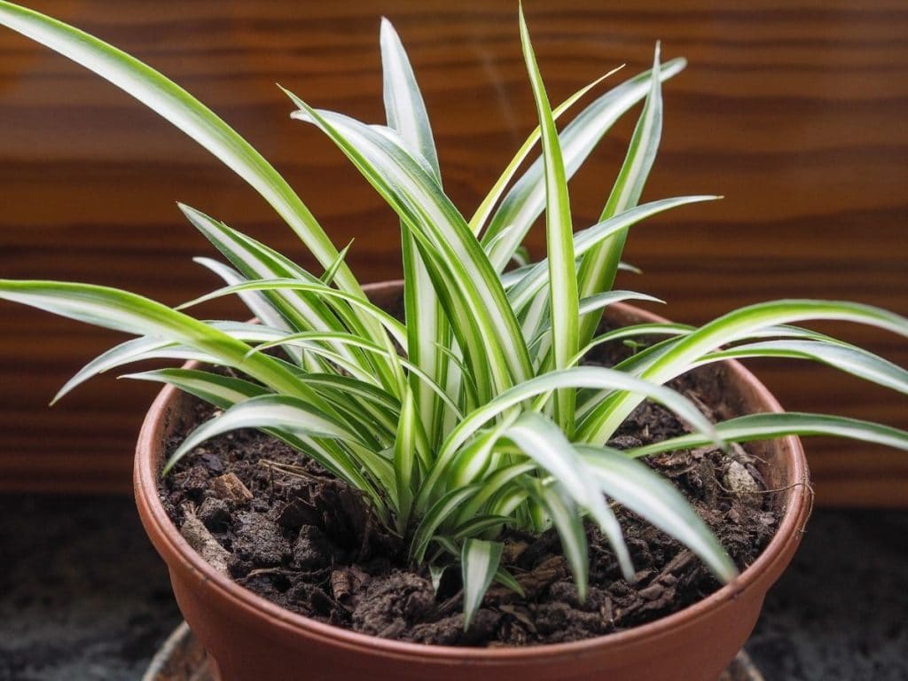 A close up of a spider plant in a pot