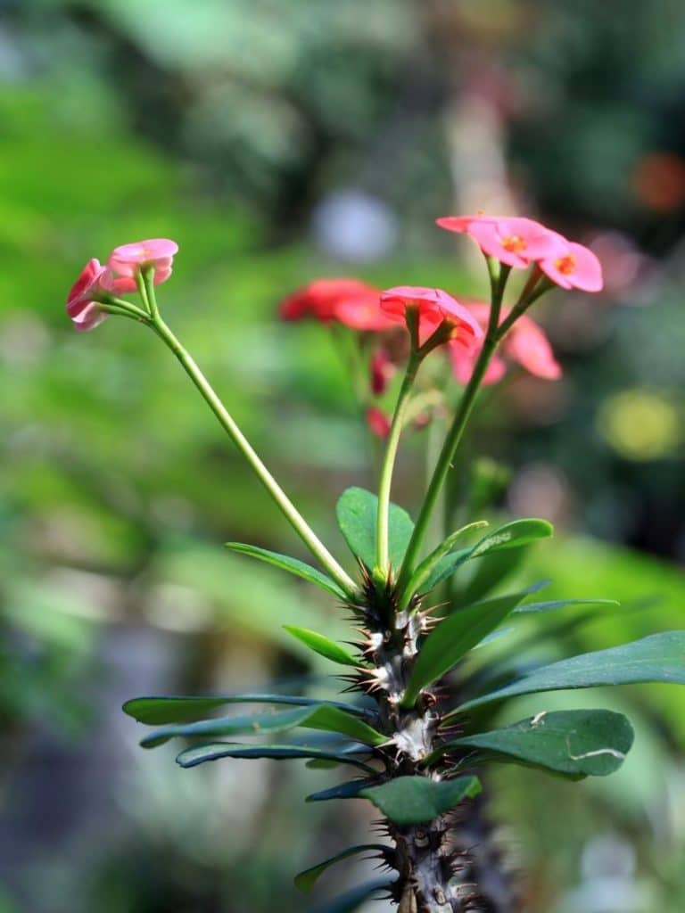 Crown of Thorns plant.