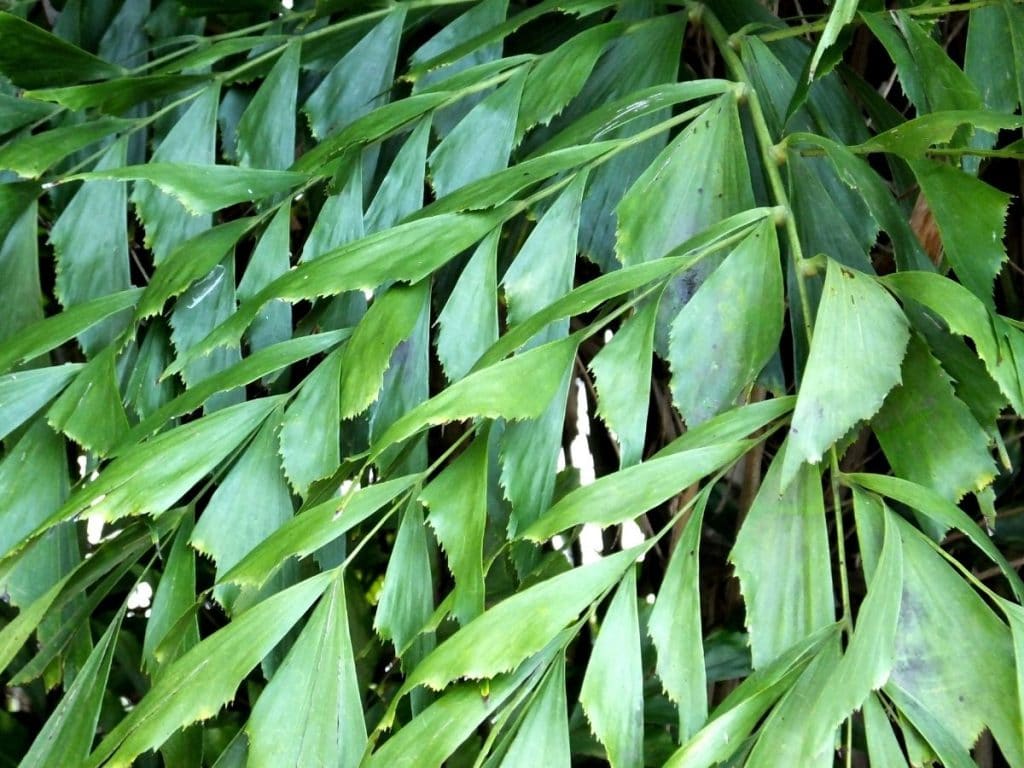 A close up of a plant