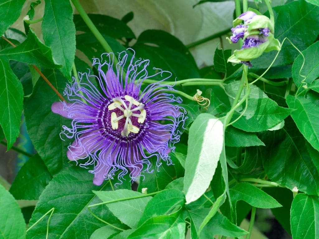 Passion Flowers thrive in sunrooms.