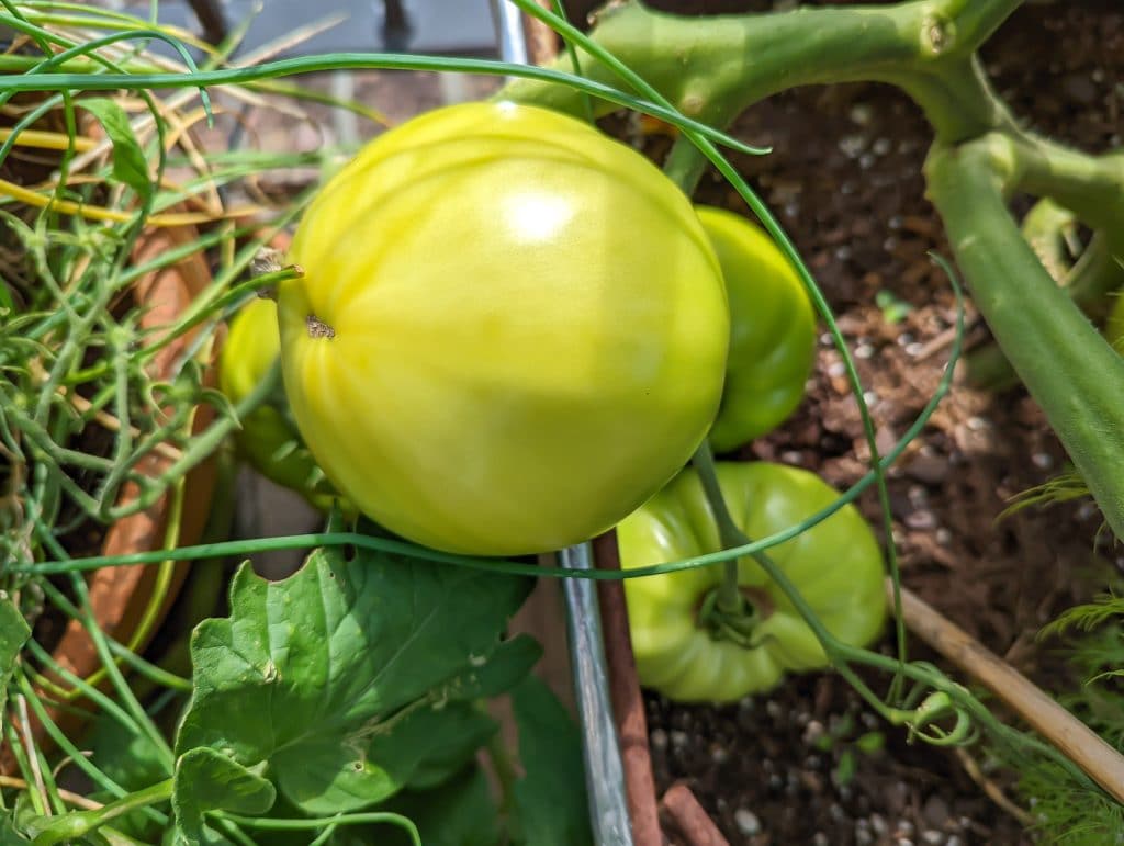 A green tomato on a plant.