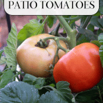 Large Ripe and Ripening patio tomato.