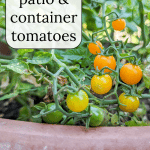 Orange currant patio tomatoes in a terra cotta pot.