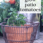 Patio tomatoes in a terra cotta pot in a wire oyster basket.