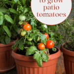 Patio Tomatoes in a terra cotta pot.