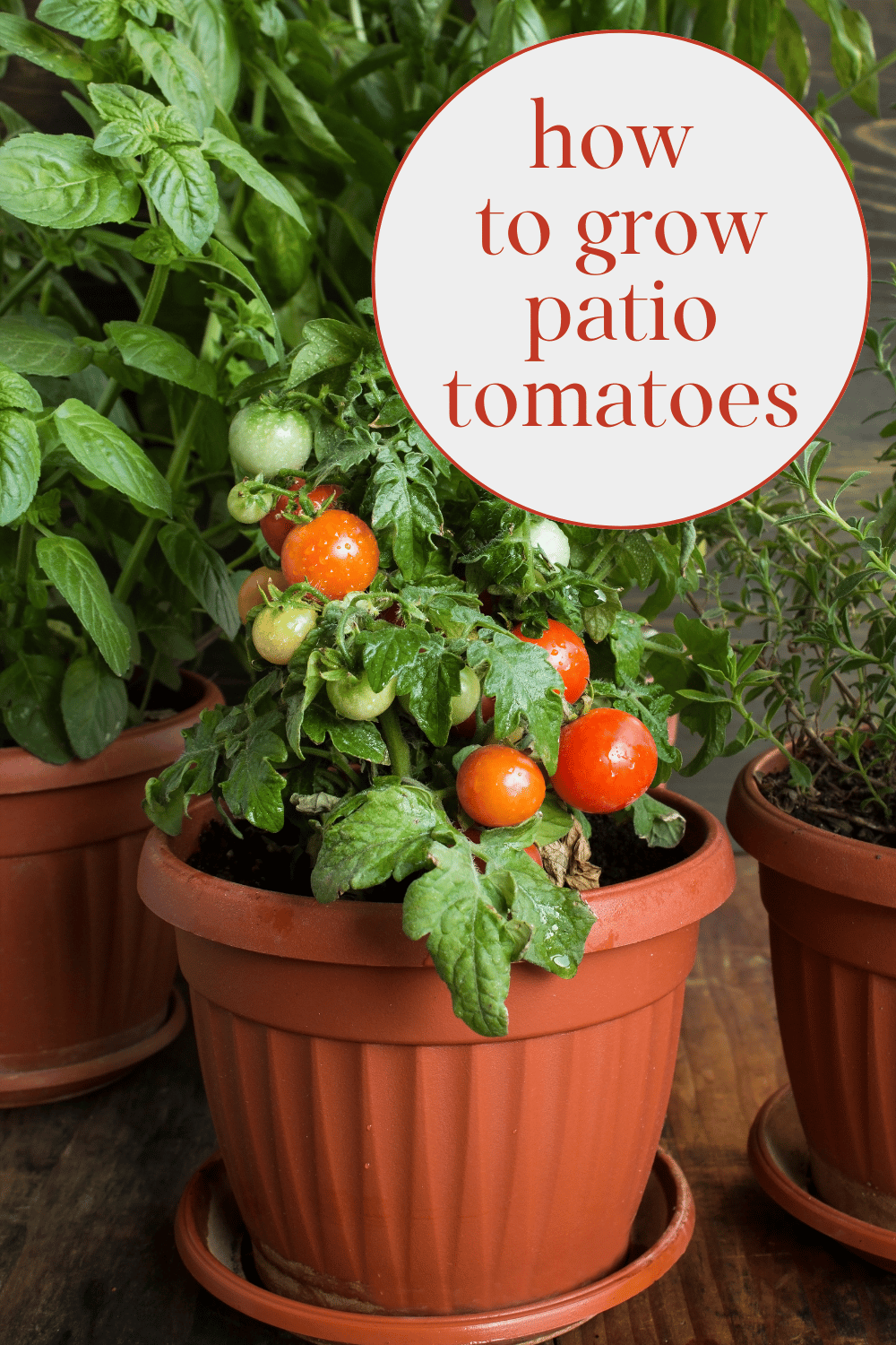 Patio Tomatoes What & How to Grow · Nourish and Nestle