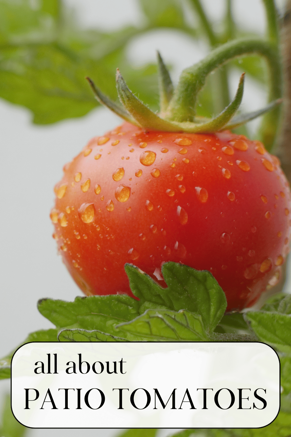 Patio Tomatoes What & How to Grow · Nourish and Nestle