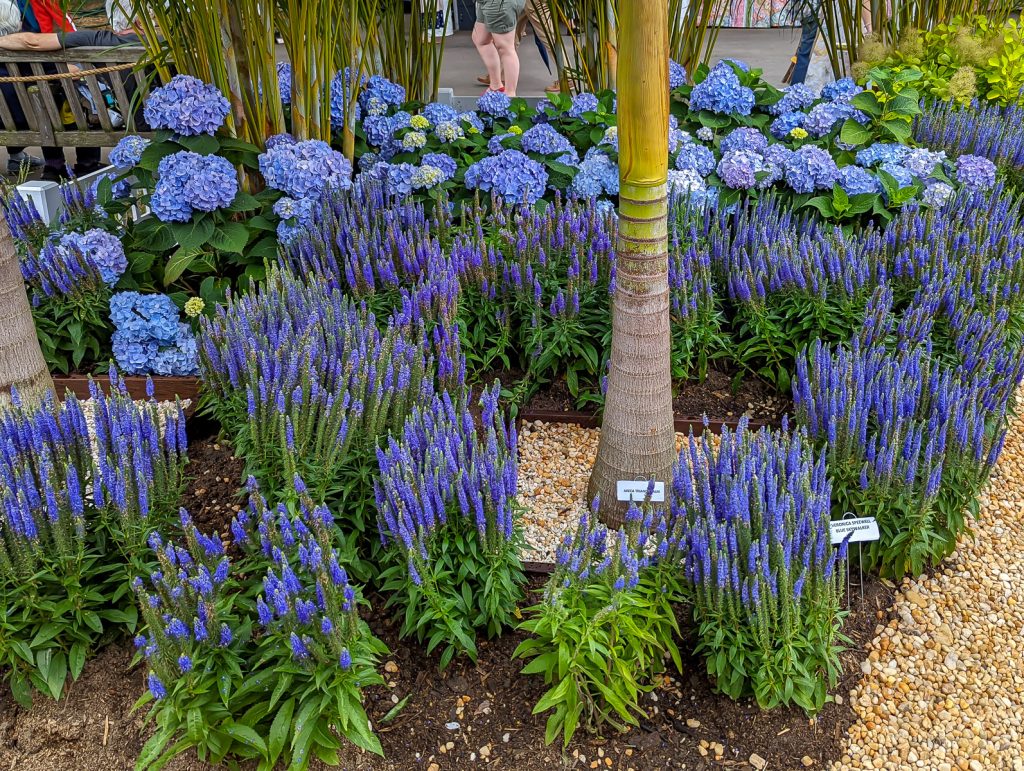 A close up of a flower garden with blue flowers