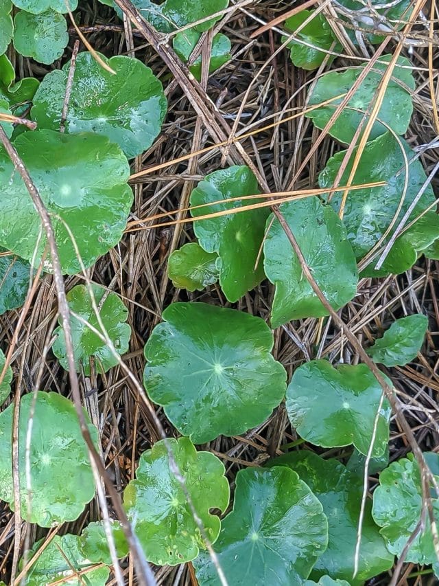 DIY Vinegar Weed Killer Story