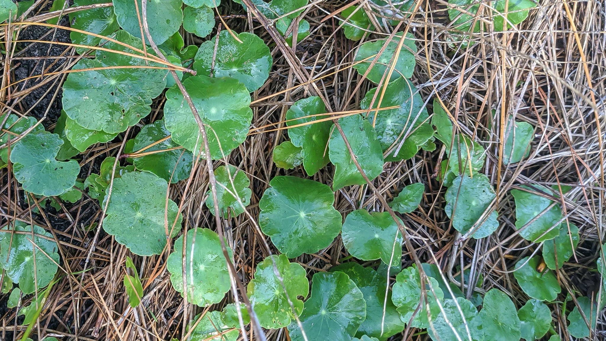 Vinegar Weed Killer Recipe Just The Facts Nourish And Nestle   Dollarweed Before 2048x1152 