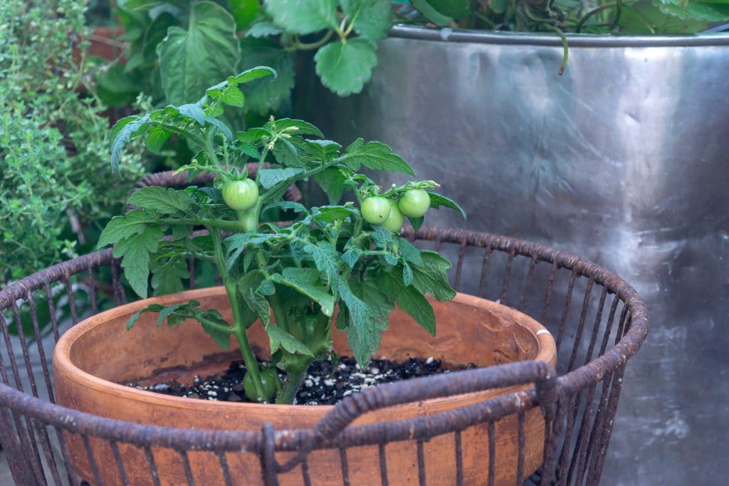 Small patio tomato in oyster basket.