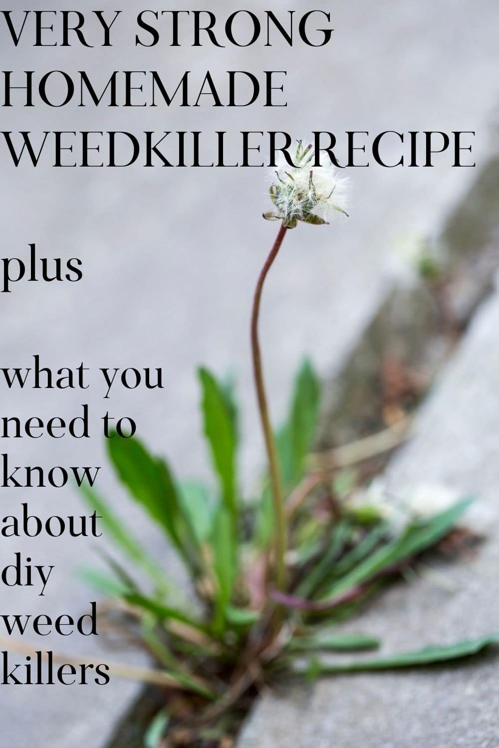 Vinegar Weed Killer Recipe-just the facts · Nourish and Nestle