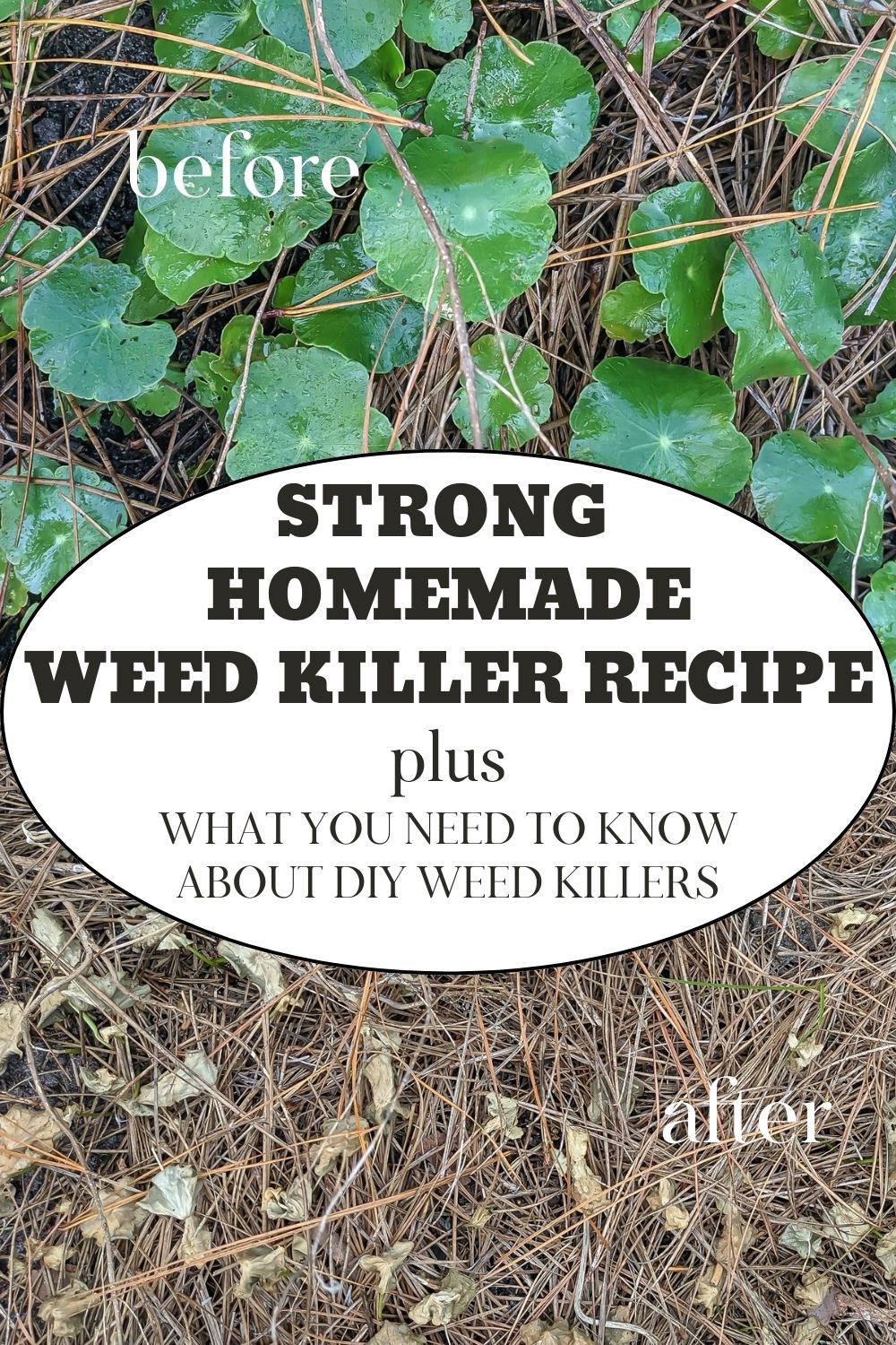 Vinegar Weed Killer Recipe-just the facts · Nourish and Nestle