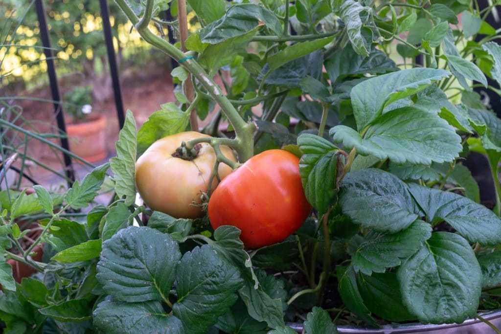 Bush tomato makes a great patio tomato or container tomato.
