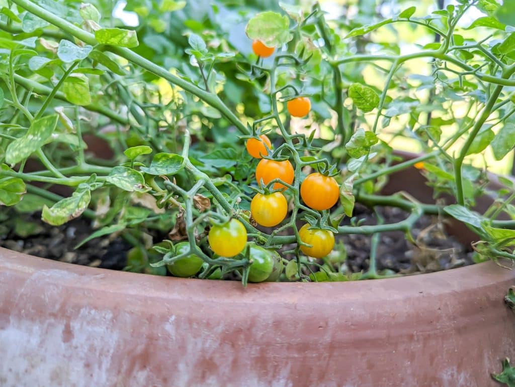 orange currant tomato in a terra cotta pot.