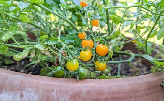 orange currant tomato in a terra cotta pot.