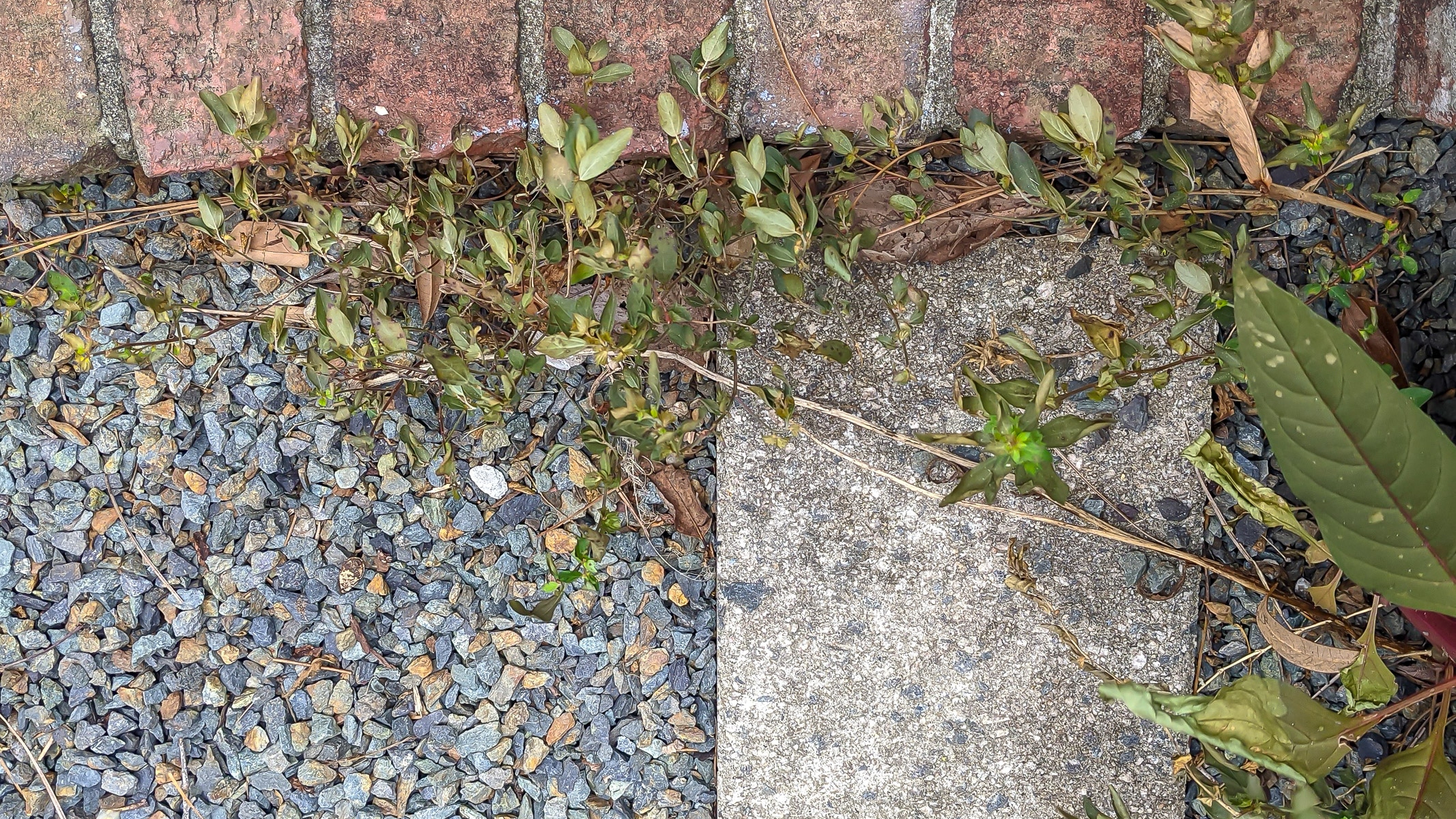 Weeds between brick and gravel after spraying with weed killer.