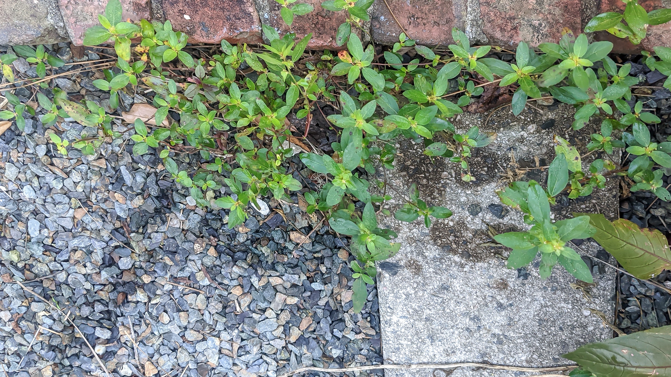 Weeds between bricks and gravel.