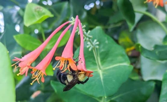 Bumble bee in honeysuckle