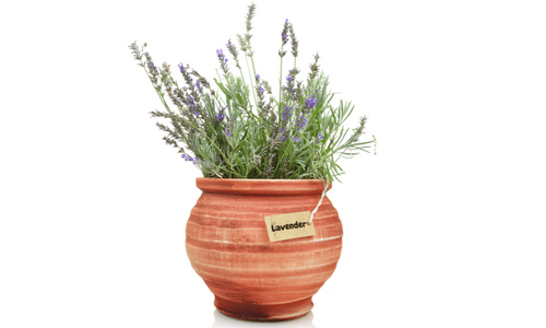 Growing Lavender in Pots