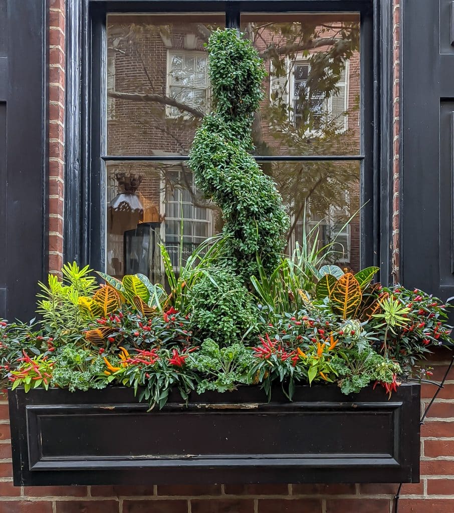 Elegant fall planter with spiral boxwood, ornamental peppers, kale and crotons.