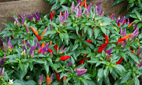 ornamental pepper with purple and red peppers