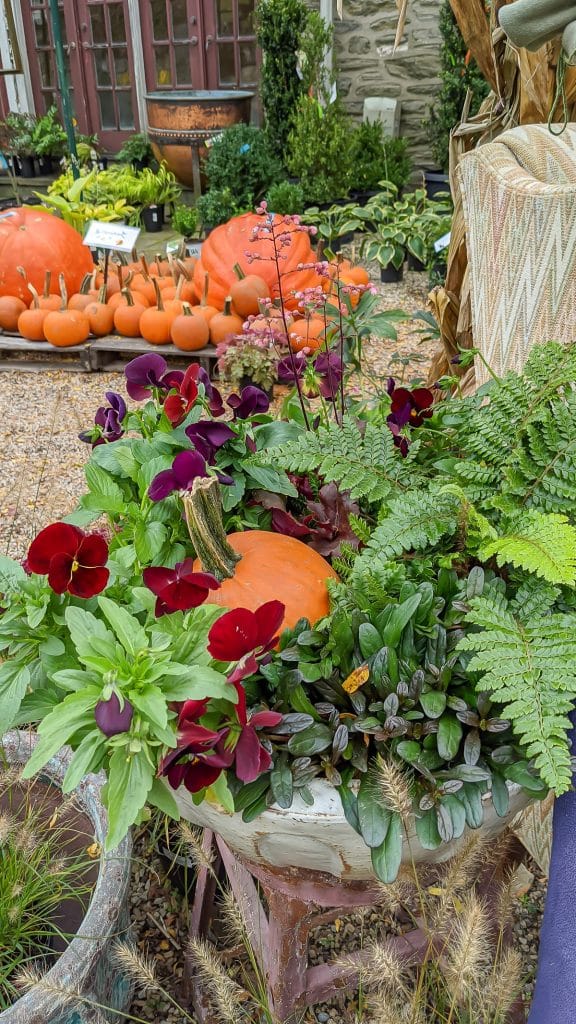 Fall container with ferns and pansies and pumpkins.