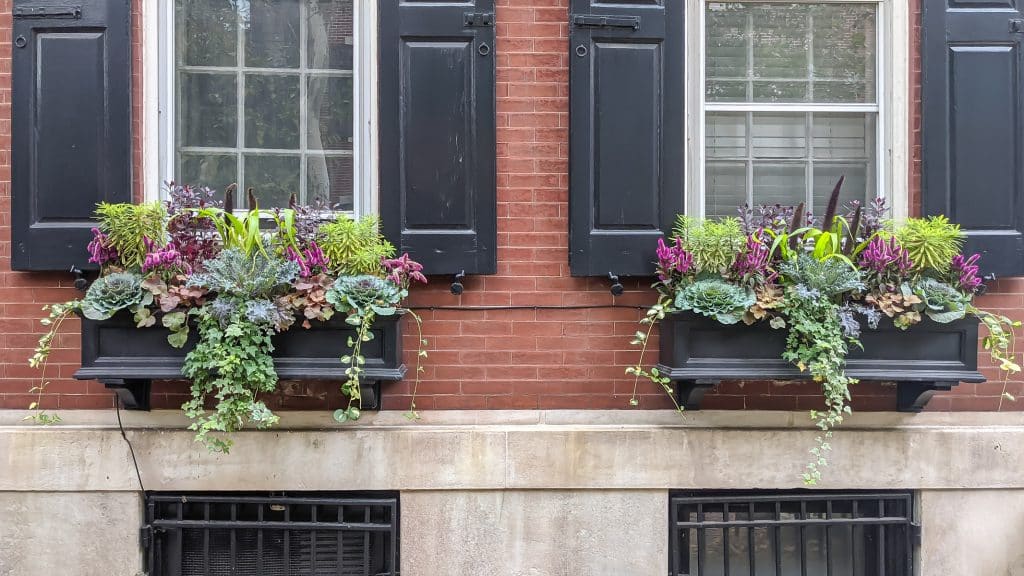 Ideas for Window Boxes and fall container gardens, including these window boxes with cabbages, kales, euphorbia, ornamental millet and heuchera.
