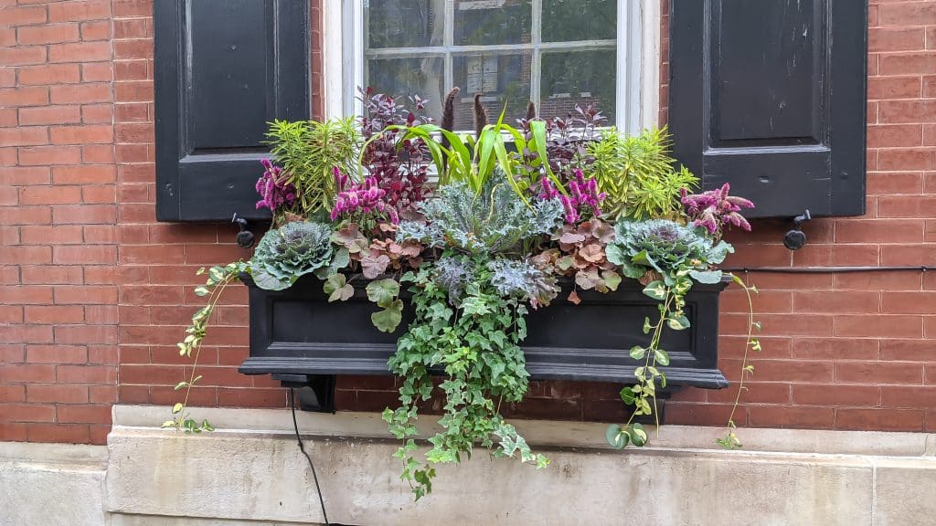 Fall Window box in greens and purples.