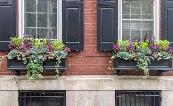 Ideas for Window Boxes and fall container gardens, including these window boxes with cabbages, kales, euphorbia, ornamental millet and heuchera.