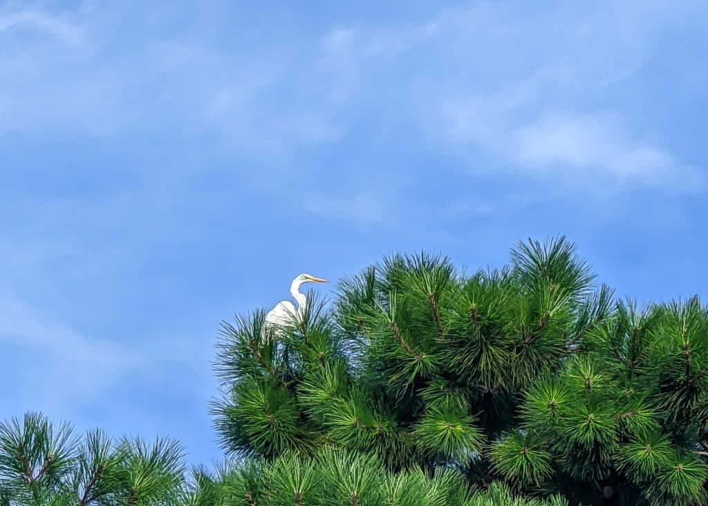 Egret in Tree