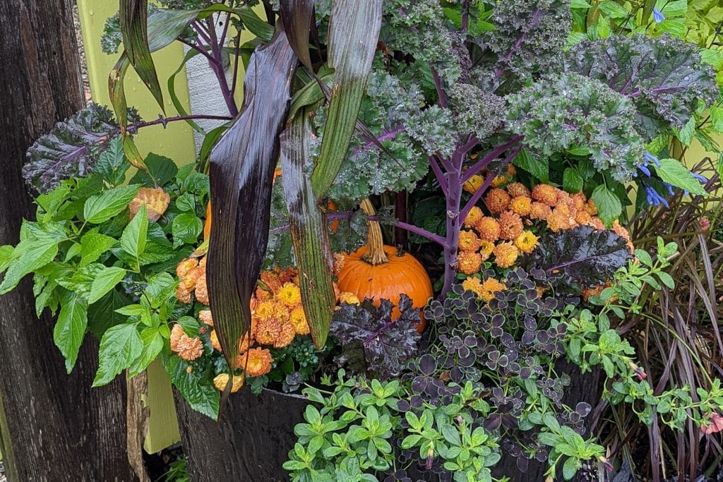 Close up of pumpkin in fall container garden.