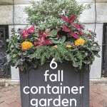 My favorite of the 6 fall container gardens is filled with euphorbia, rosemary, ajuga, coleus and heuchera.