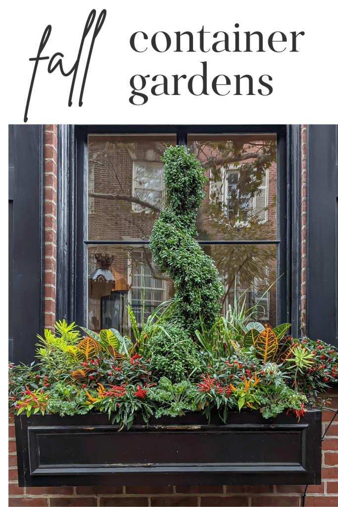 An elegant fall window box containing a spiral boxwood, pepper, croton and kale.