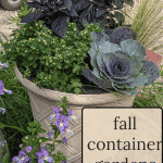 Ornamental cabbage and peppers with mums in a fall container planter.