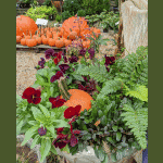 Fall planter containing ajuga, ferns and pansies.