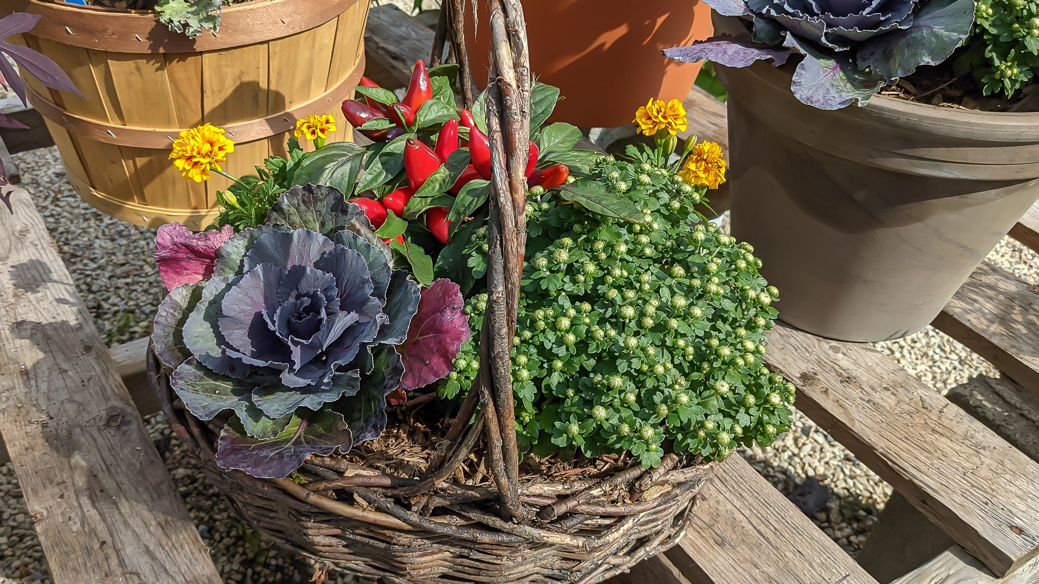 Ornamental cabbage, mums and peppers fill this grapevine fall container basket.