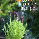 A pot growing Spanish Lavender.