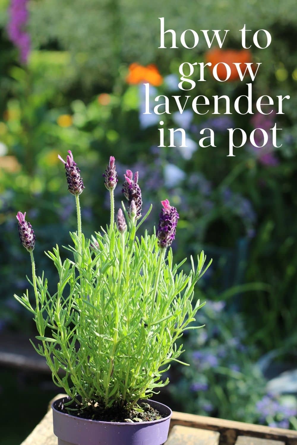 growing-lavender-in-pots-nourish-and-nestle