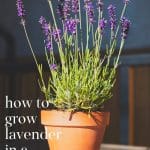 Lavender in a pot in the sun.