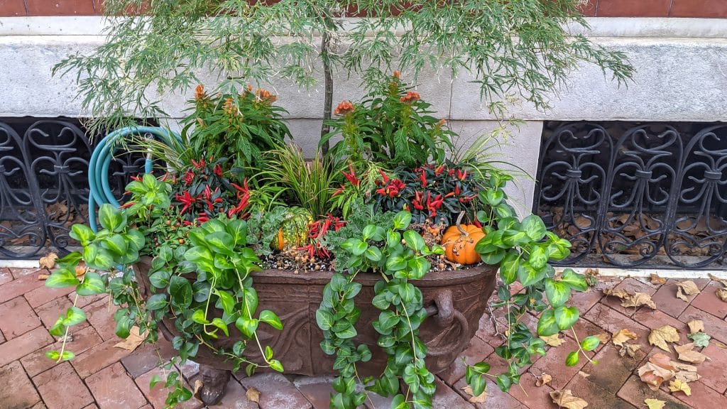 Closer look of these Fall Container Garden including this one small Japanese Maple underplanted with a variety of fall plants.