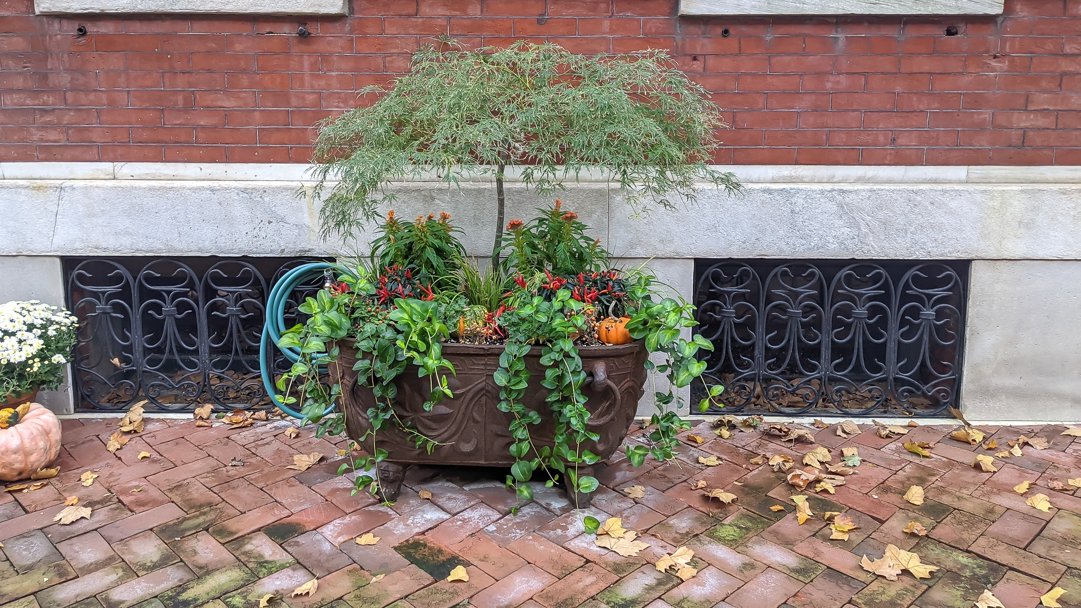 Fall Container Gardens including this one small Japanese Maple underplanted with a variety of fall plants.